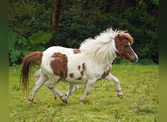 Falabella Mix, Stute, 5 Jahre, 79 cm