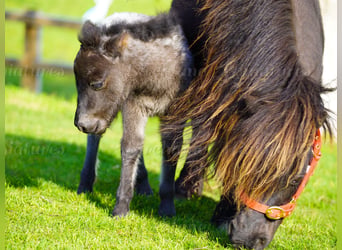 Falabella, Stute, 5 Jahre, 79 cm