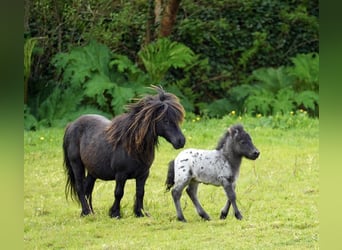 Falabella, Stute, 5 Jahre, 79 cm