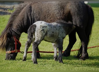 Falabella, Stute, 5 Jahre, 79 cm