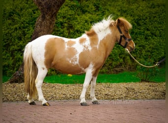 Falabella Mix, Stute, 5 Jahre, 86 cm