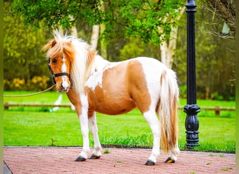 Falabella Mix, Stute, 5 Jahre, 86 cm