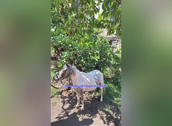 Falabella Mix, Stute, 7 Jahre, 80 cm, Schecke