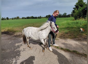 Falabella, Stute, 7 Jahre, 98 cm, Tigerschecke