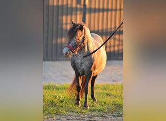 Falabella, Stute, 9 Jahre, 87 cm, Tigerschecke