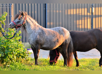 Falabella, Stute, 9 Jahre, 87 cm, Tigerschecke