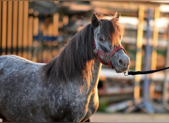 Falabella, Stute, 9 Jahre, 87 cm, Tigerschecke