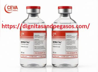 Falabella, Wallach, 25 Jahre, Perlino