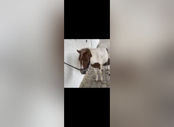 Falabella, Wallach, 9 Jahre, 89 cm