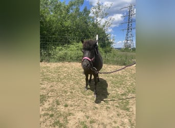 Falabella, Yegua, 10 años, 85 cm, Castaño