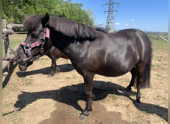 Falabella, Yegua, 10 años, 85 cm, Castaño