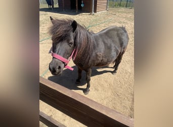 Falabella, Yegua, 10 años, 85 cm, Castaño