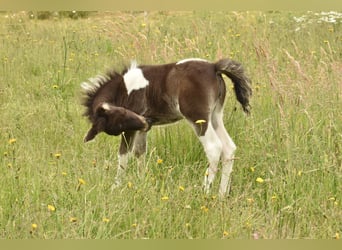 Falabella, Yegua, 1 año, 79 cm