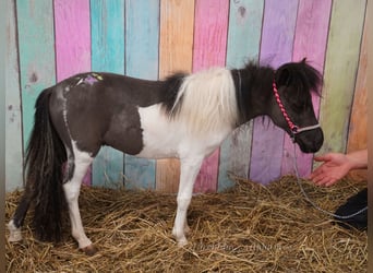 Falabella, Yegua, 2 años, 74 cm