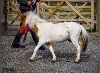 Falabella Mestizo, Yegua, 2 años, 74 cm, Tobiano-todas las-capas