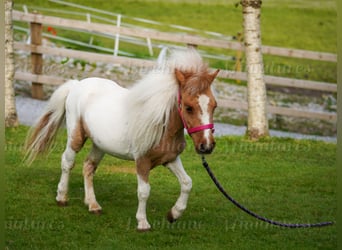 Falabella Mestizo, Yegua, 2 años, 74 cm, Tobiano-todas las-capas