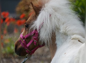 Falabella Mestizo, Yegua, 2 años, 74 cm, Tobiano-todas las-capas
