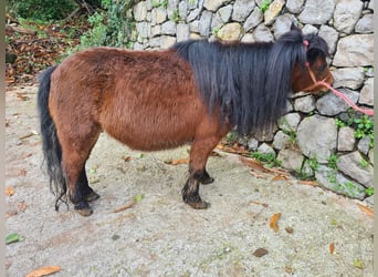 Falabella Mestizo, Yegua, 4 años, 80 cm, Castaño