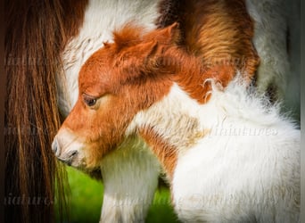 Falabella Mestizo, Yegua, 5 años, 79 cm