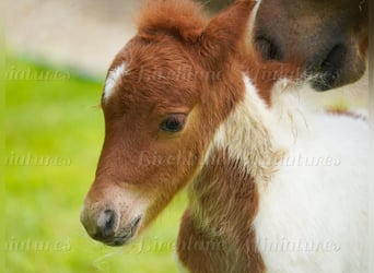 Falabella Mestizo, Yegua, 5 años, 79 cm