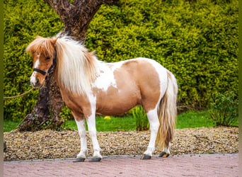 Falabella Mestizo, Yegua, 5 años, 86 cm