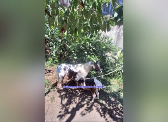 Falabella Mestizo, Yegua, 7 años, 80 cm, Pío