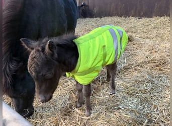 Falabella, Yegua, 7 años, 98 cm, Atigrado/Moteado