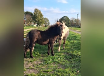 Falabella, Yegua, Potro (04/2026), Castaño oscuro
