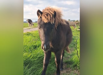 Falabella, Yegua, Potro (04/2026), Castaño oscuro