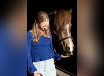Fanatieke ruiter zoekt paard