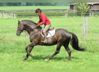 Anglo-Arab, Stallion, 30 years, 16.2 hh, Chestnut