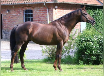Koń angloarabski, Ogier, 30 lat, 170 cm, Ciemnokasztanowata