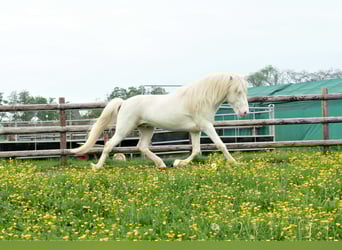 Pony Islandese, Stallone, 6 Anni, 143 cm