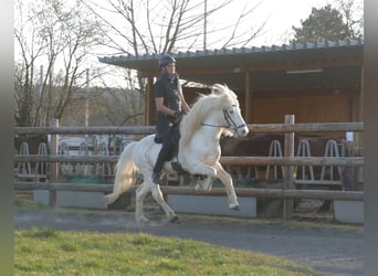 Pony Islandese, Stallone, 6 Anni, 143 cm