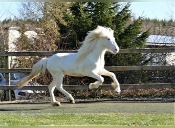 Pony Islandese, Stallone, 6 Anni, 143 cm