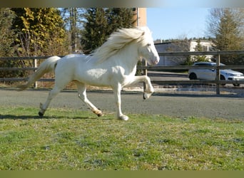 Pony Islandese, Stallone, 6 Anni, 143 cm