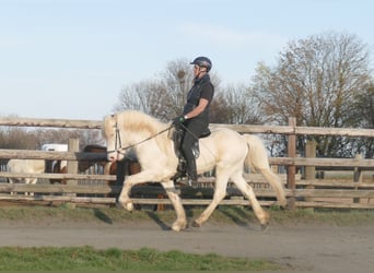 Pony Islandese, Stallone, 6 Anni, 143 cm