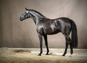 Westphalian, Stallion, 9 years, 16.2 hh, Black