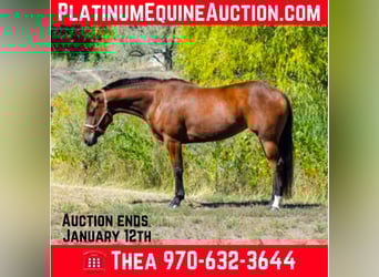 American Quarter Horse, Stute, 8 Jahre, 142 cm, Rotbrauner, in Fort Collins, CO