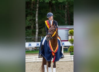 Duitse rijpony, Ruin, 10 Jaar, 148 cm, Donkere-vos, in Herrenberg