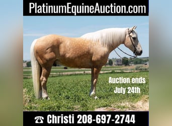 American Quarter Horse, Wallach, 15 Jahre, 163 cm, Palomino, in Homedale ID,