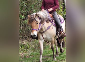 Fjord Horses, Mare, 5 years, 14.1 hh, Dun, in Linkenbach,