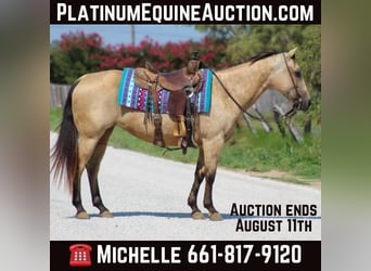 American Quarter Horse, Mare, 13 years, 14 hh, Buckskin, in Stephenville TX