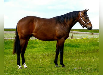 American Quarter Horse, Wallach, 3 Jahre, 148 cm, Brauner, in Göggingen
