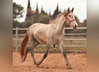 PRE, Stallion, 3 years, 16 hh, Grey, in Felanitx