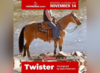 Quarter horse américain, Hongre, 9 Ans, 155 cm, Buckskin, in Sioux Falls, SD,