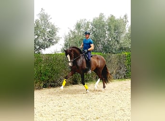PRE Mix, Stallion, 4 years, 16.1 hh, Chestnut-Red, in Camposol,