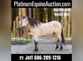 Quarter horse américain, Hongre, 9 Ans, 142 cm, Buckskin, in Middletown OH,