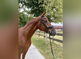 Westfaliano, Caballo castrado, 5 años, 176 cm, Alazán, in Greven
