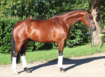 Hannoveraan, Ruin, 4 Jaar, 166 cm, Bruin, in Selsingen